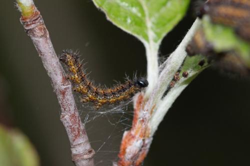 Nymphalis polychloros